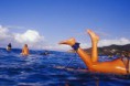 /album/fotogaleria-inicio/surf2-jpg/